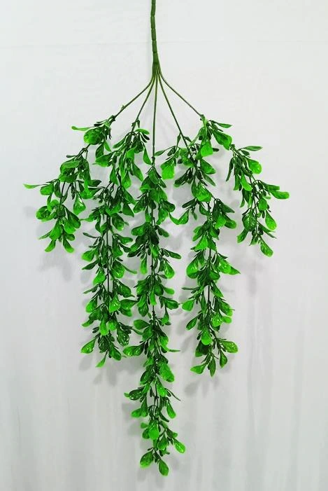 Mint Leaves Creeper x 5